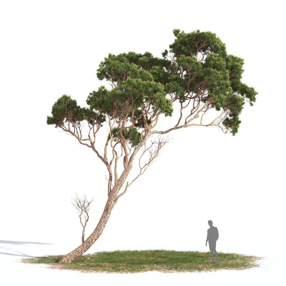 Pinus Pinea 03 3D 모델 