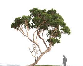 Pinus Pinea Modèle 3D