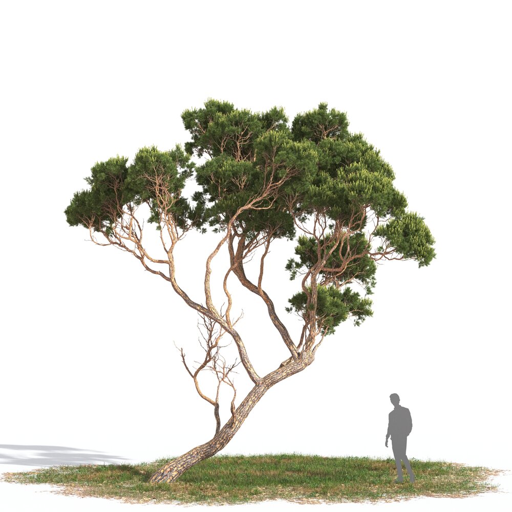 Pinus Pinea 3Dモデル