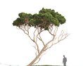 Pinus Pinea 02 3d model