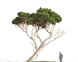 Pinus Pinea 02 Modelo 3D