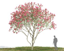 Nerium Oleander 04 3D model