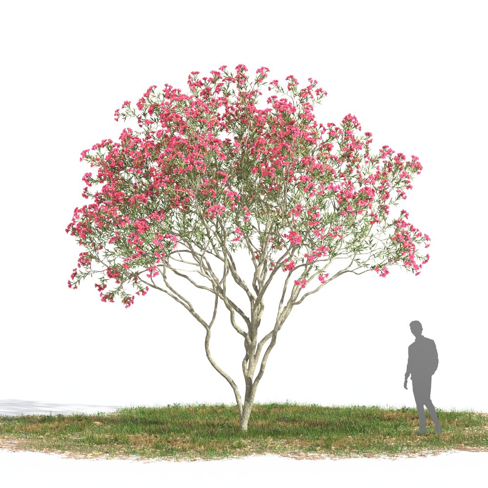 Nerium Oleander 04 Modello 3D