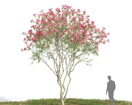 Nerium Oleander 05 3D model