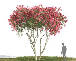Nerium Oleander 06 3D 모델 