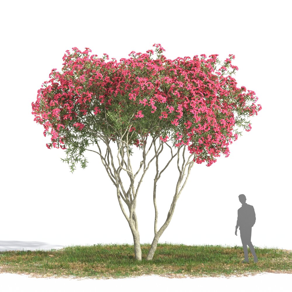 Nerium Oleander 06 3D-Modell