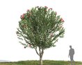 Nerium Oleander 07 3D модель