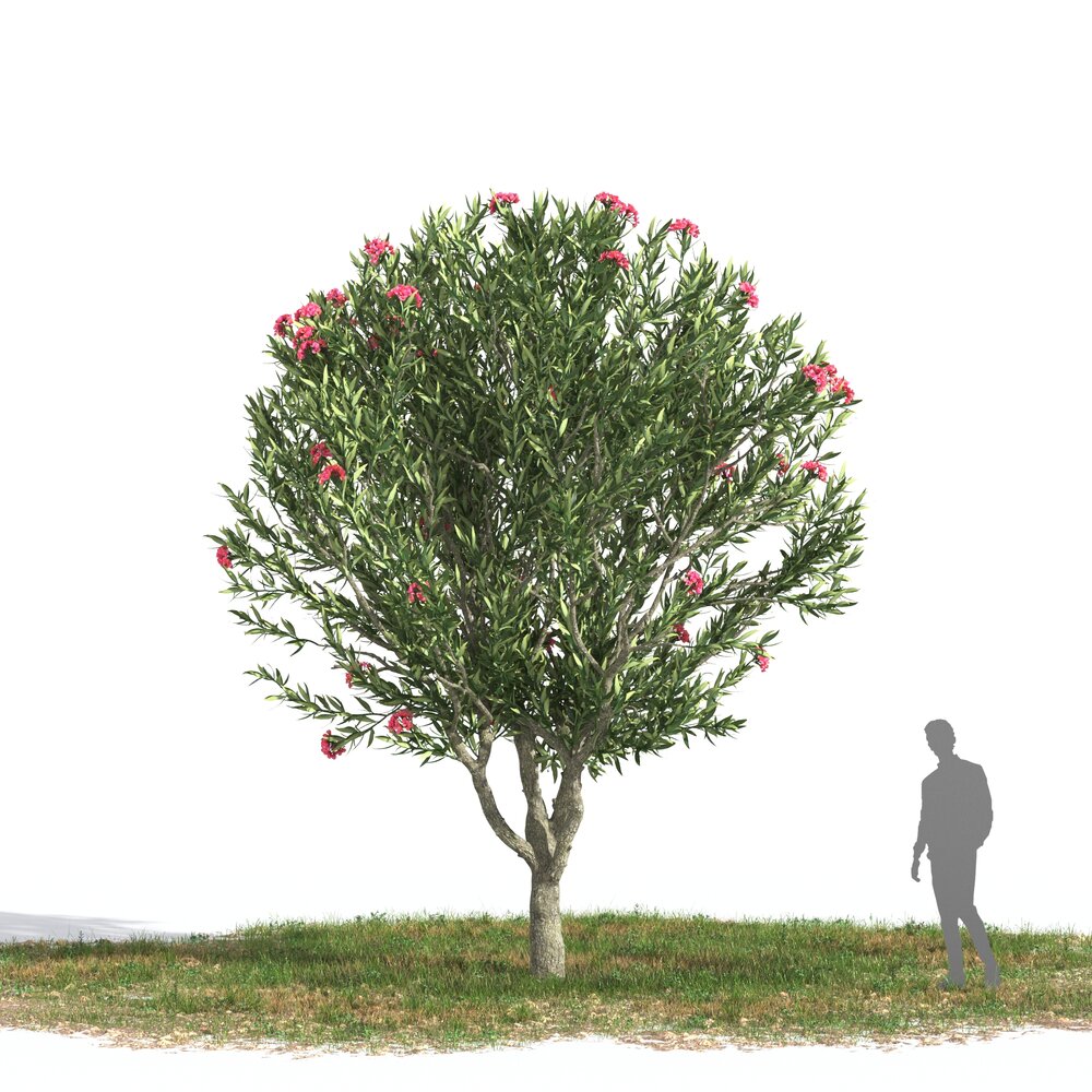 Nerium Oleander 07 3D模型