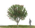 Nerium Oleander 08 Modello 3D