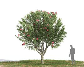 Nerium Oleander 08 3D 모델 