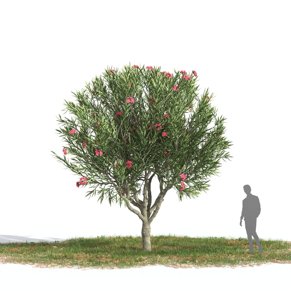 Nerium Oleander 08 3D model