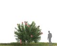 Nerium Oleander 10 3d model