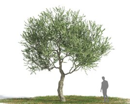 Olive tree 01 3D модель