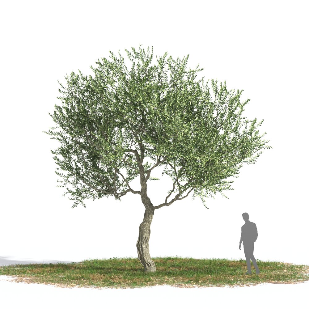 Olive tree 01 3D модель