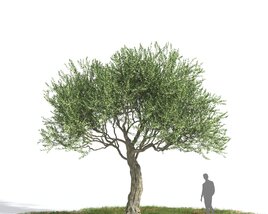 Olive tree 02 3D model