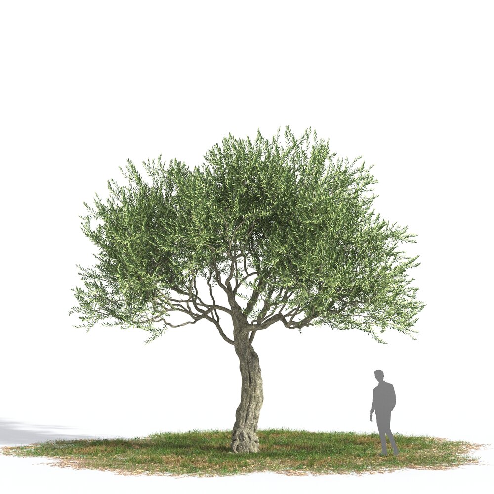 Olive tree 02 3D модель
