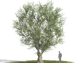 Olive tree 03 3D模型
