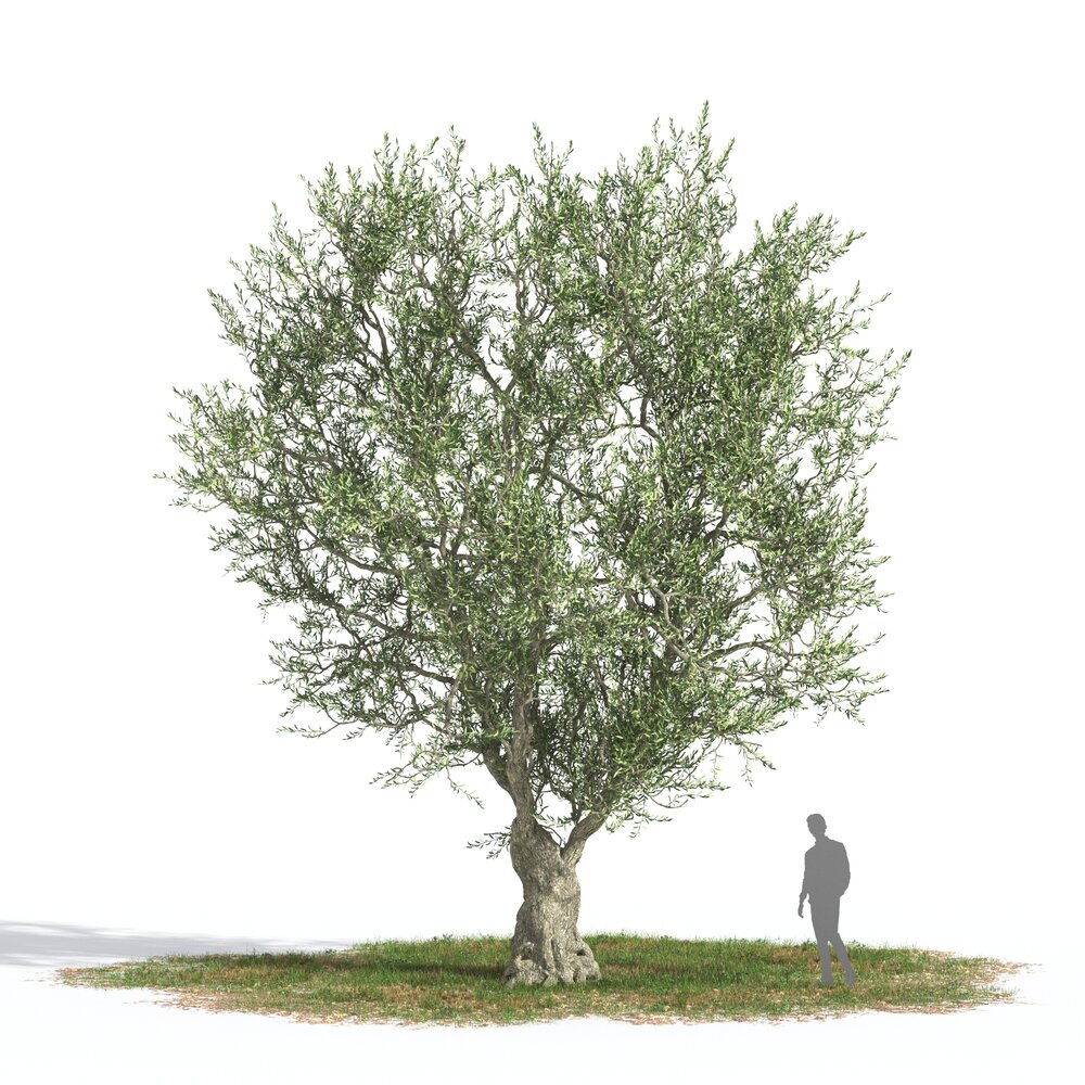 Olive tree 03 3D модель