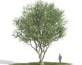 Olive tree 04 3D модель