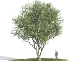 Olive tree 04 3D model