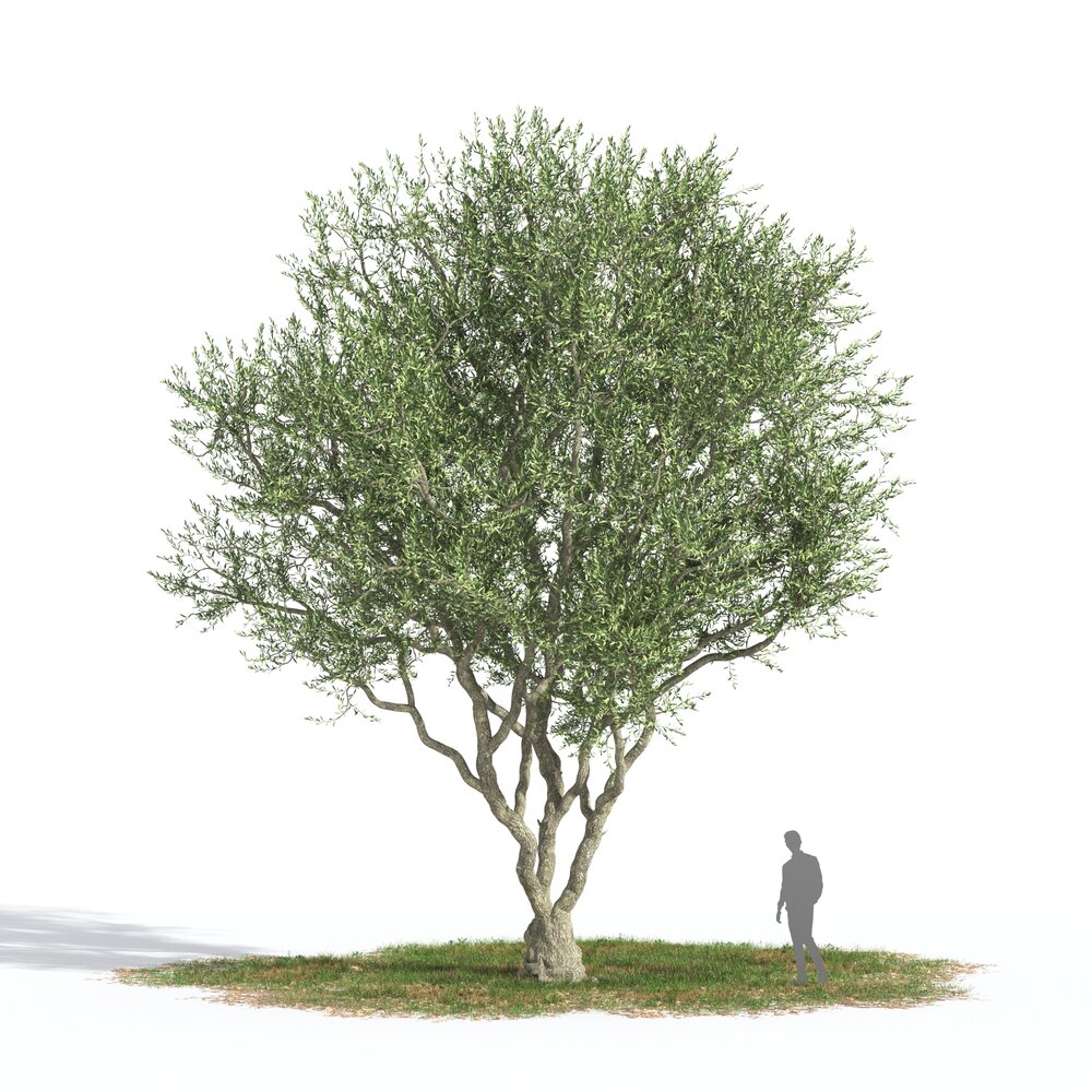Olive tree 04 3D модель