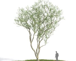 Olive tree 05 3D model