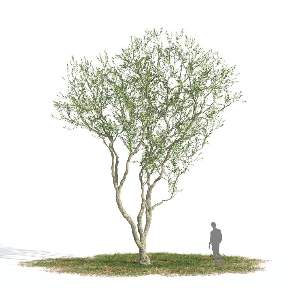 Olive tree 05 3D модель
