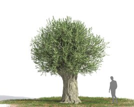 Olea Europaea tree Modèle 3D