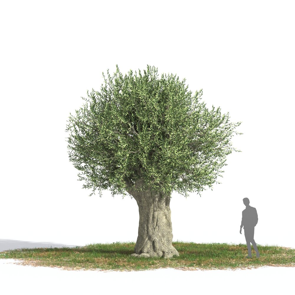 Olea Europaea tree 3D модель