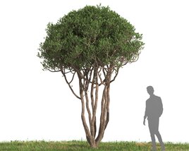 Olive tree 07 3D model