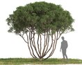 Olive tree 08 3D модель