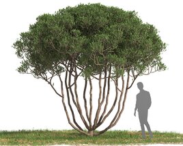 Olive tree 08 3D模型