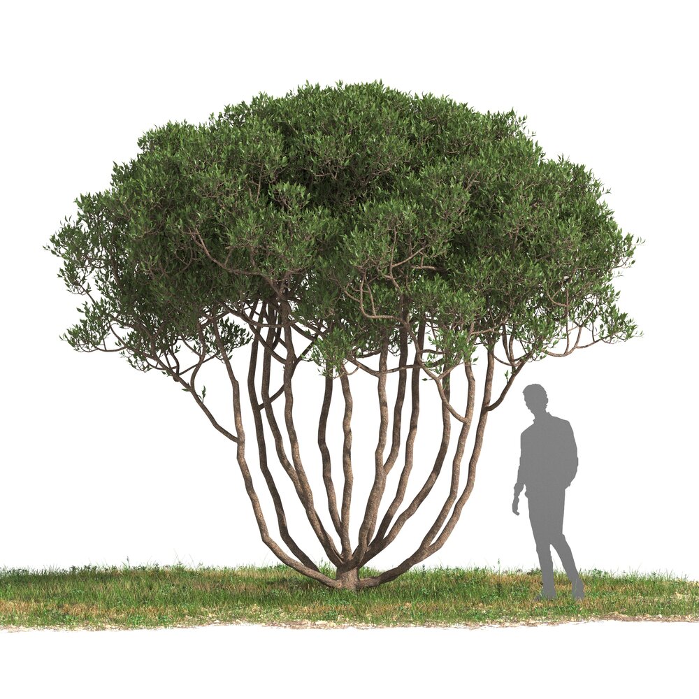 Olive tree 08 3D модель