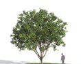 Lemon Tree 04 3D-Modell