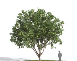 Lemon Tree 04 3D模型