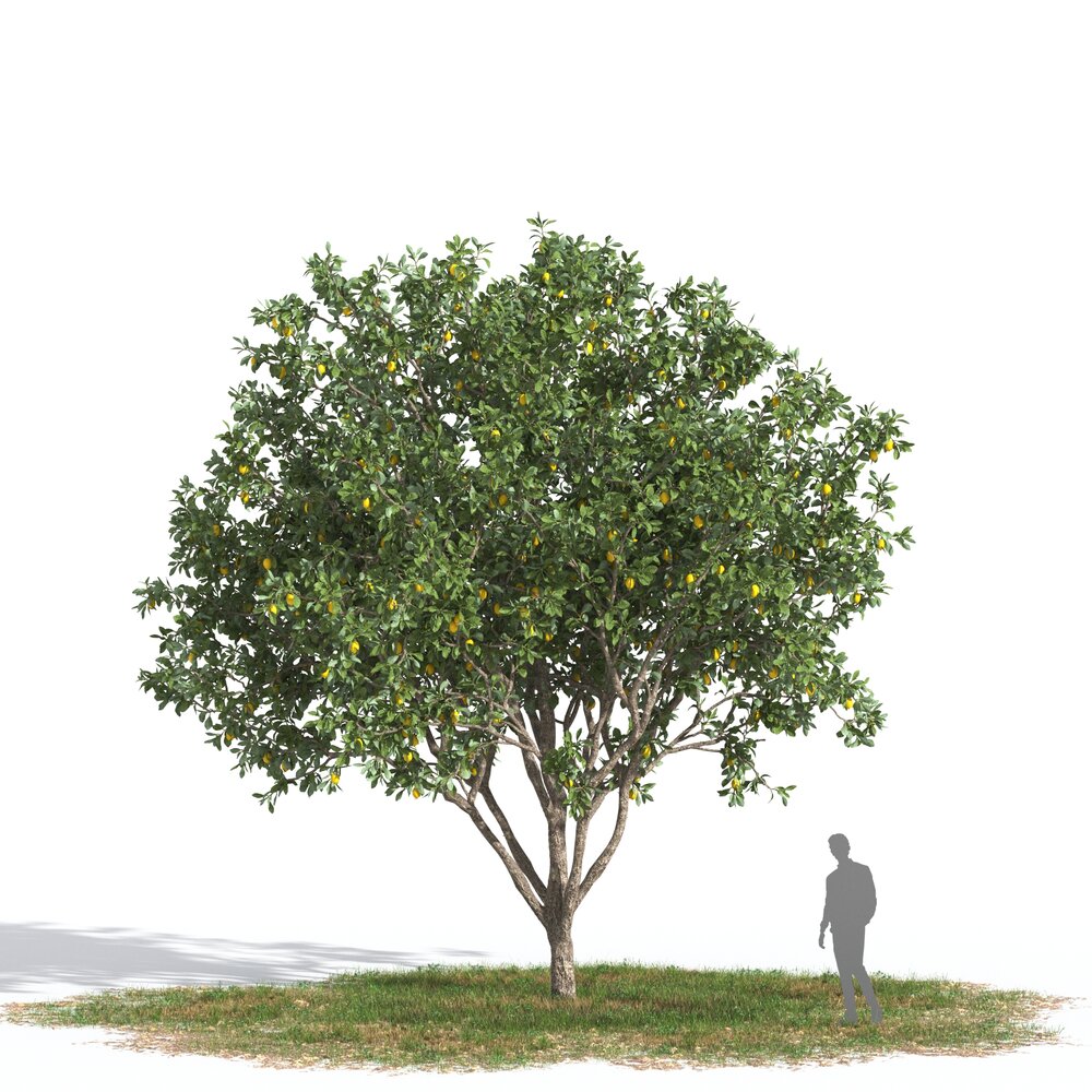 Lemon Tree 04 3D model