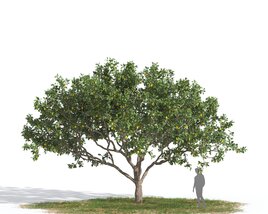 Lemon Tree 03 3D model
