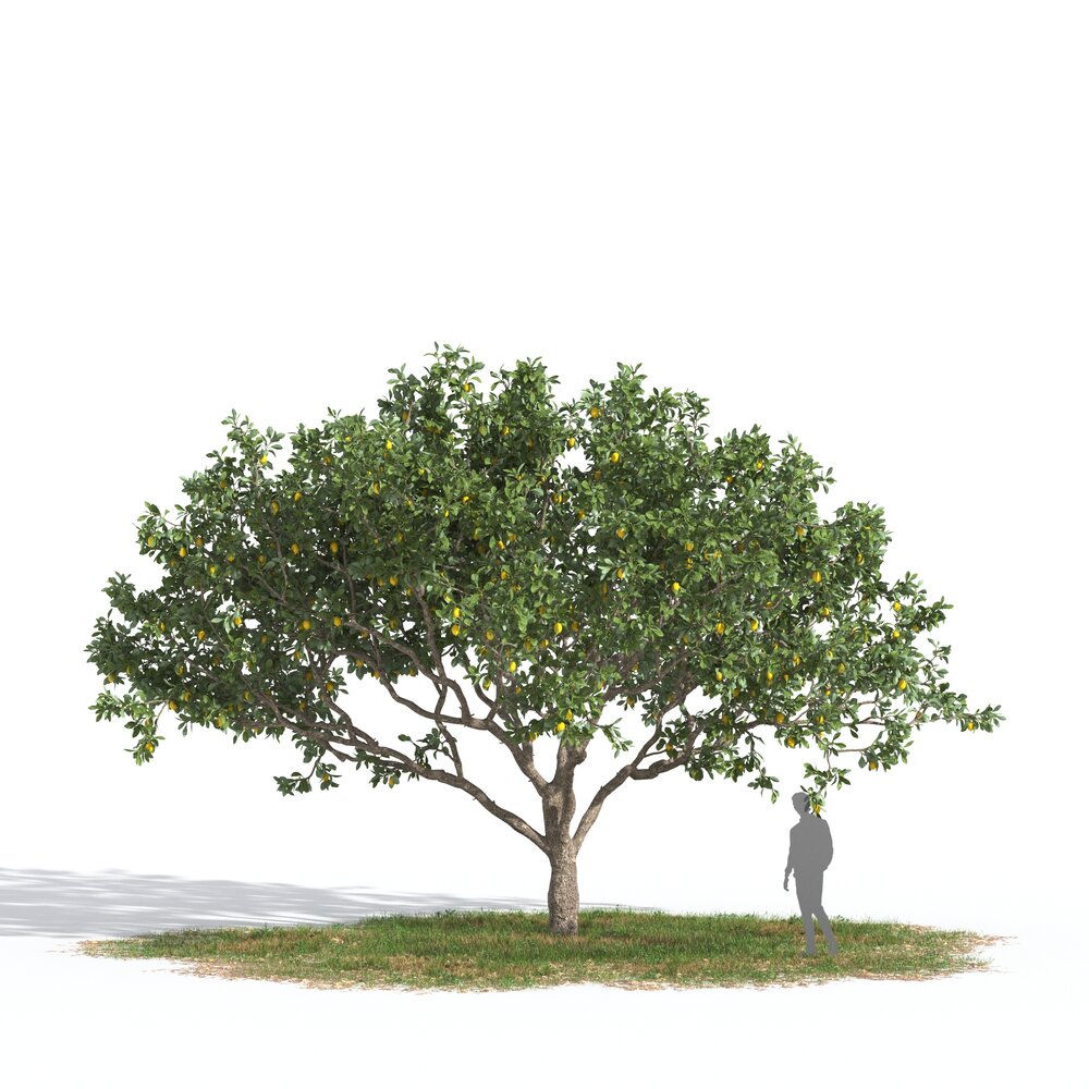 Lemon Tree 03 3D 모델 