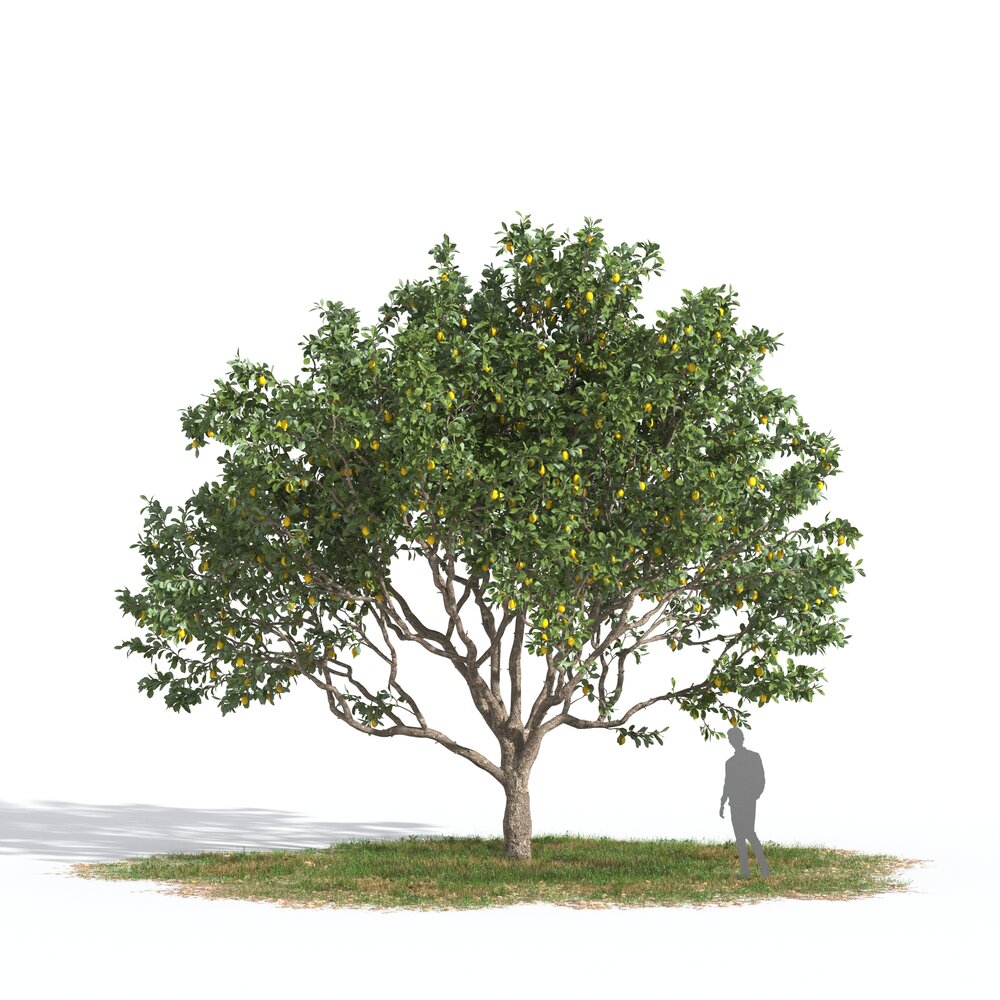Lemon Tree 05 3D模型