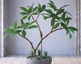 Indoor Potted Plant 05 Modello 3D