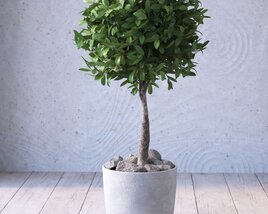 Potted Topiary Tree 02 3D model