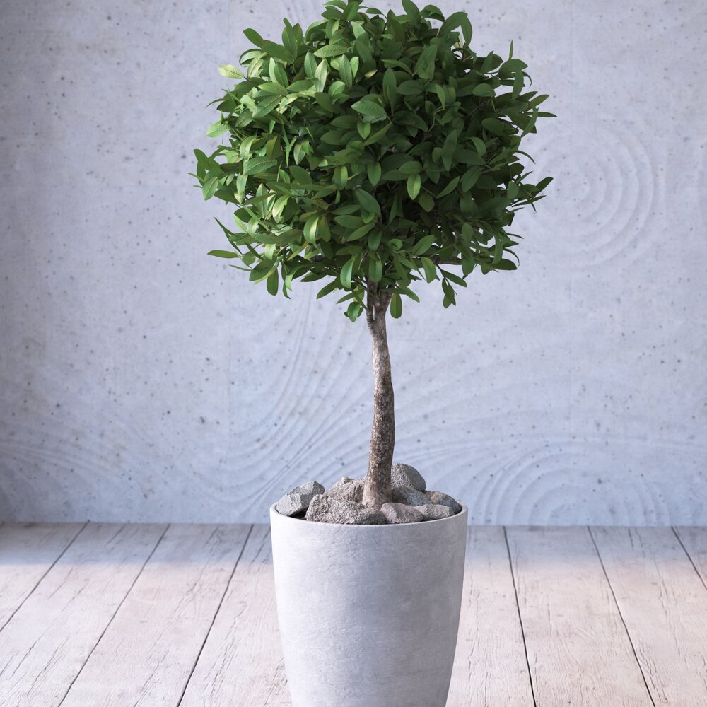 Potted Topiary Tree 02 3D 모델 