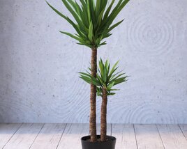 Potted Yucca Plant 3D模型