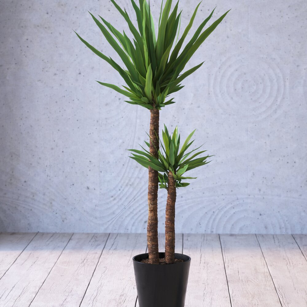 Potted Yucca Plant Modello 3D
