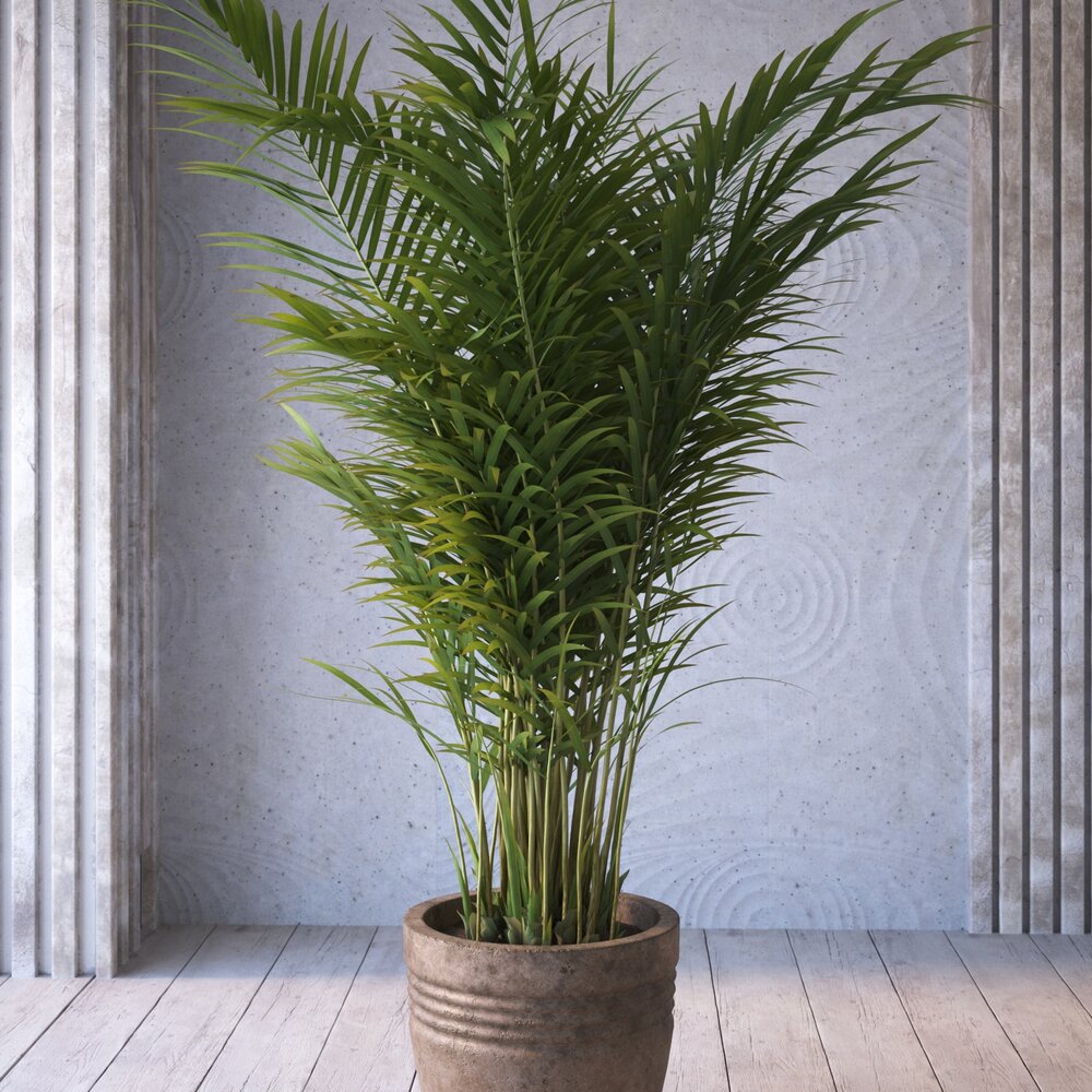Indoor Potted Palm Plant 3D model