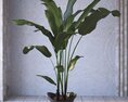 Indoor Potted Plant 03 3D-Modell