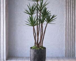 Potted Houseplant 3D model