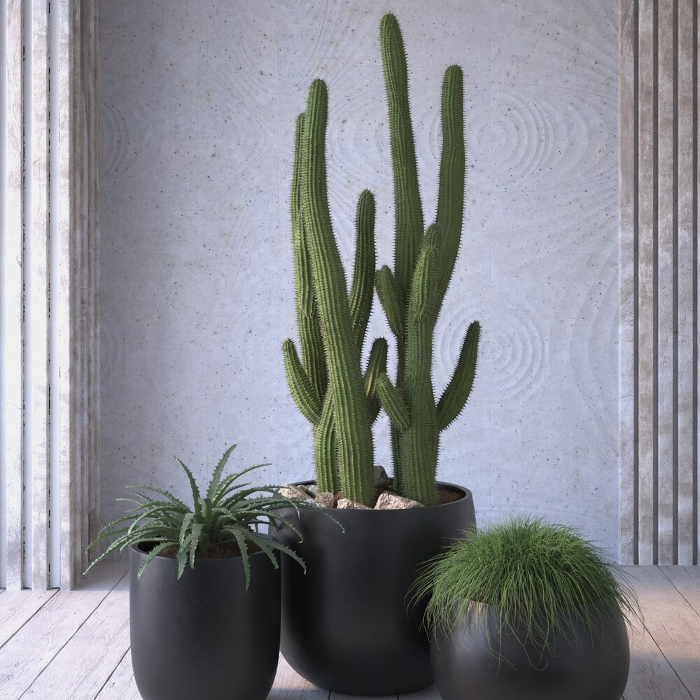 Indoor Cactus in Pot 3D model