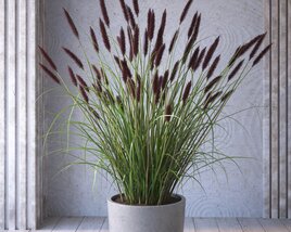 Potted Ornamental Grass 3Dモデル