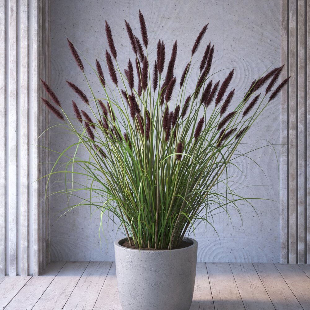 Potted Ornamental Grass 3D 모델 